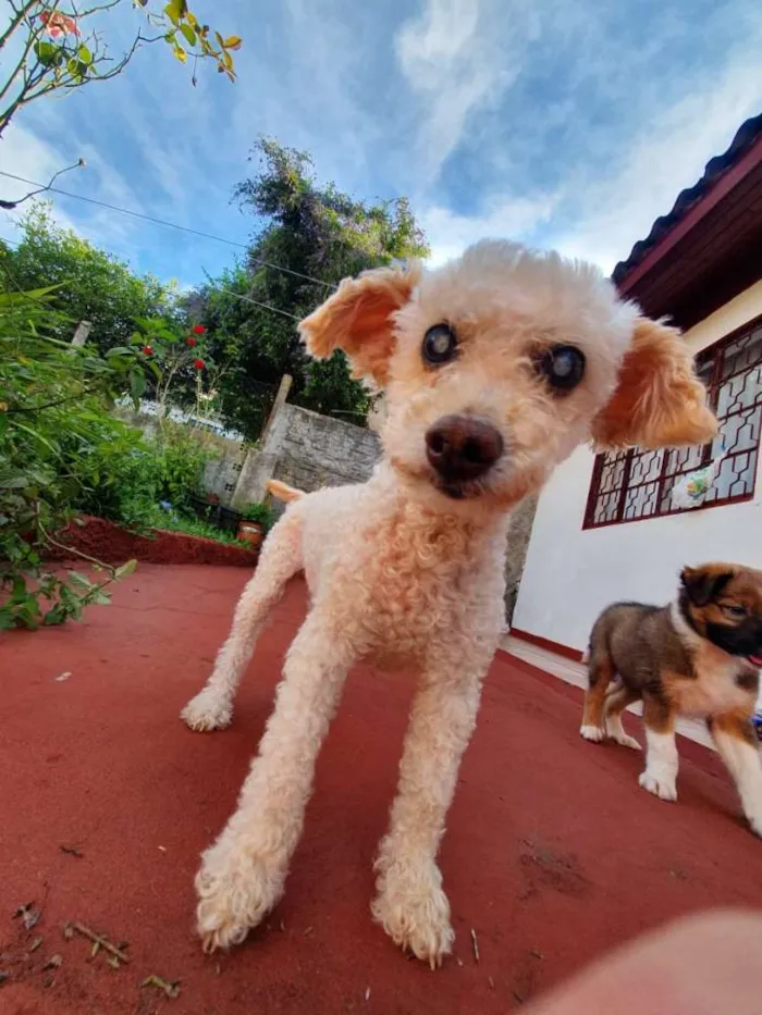 Cachorro raça Poodle idade 6 ou mais anos nome Suzi/ Suzana