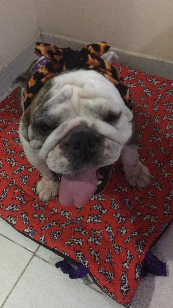 Cachorro ra a Bulldog Inglês  idade 5 anos nome Fiona
