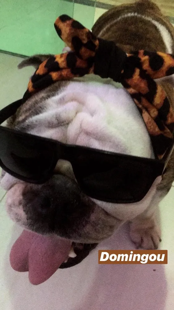 Cachorro ra a Bulldog Inglês  idade 5 anos nome Fiona