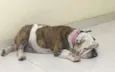 Fiona