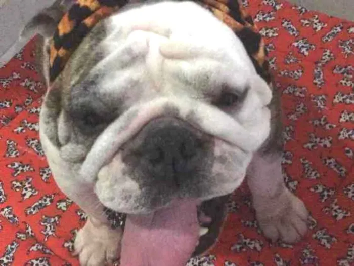 Cachorro ra a Bulldog Inglês  idade 5 anos nome Fiona