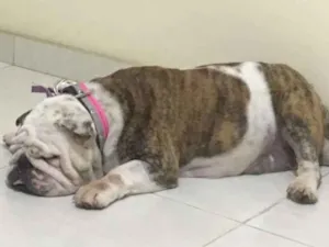 Cachorro raça Bulldog Inglês  idade 5 anos nome Fiona