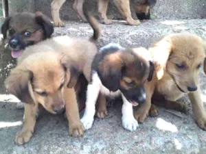 Cachorro raça Srd idade Abaixo de 2 meses nome Filhotes