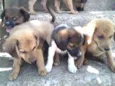 Filhotes