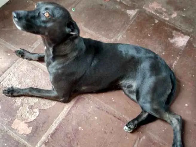Cachorro raça Viralata  idade 1 ano nome Neguinha
