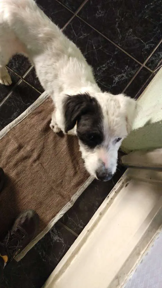 Cachorro ra a Não sei idade 1 ano nome Não sei