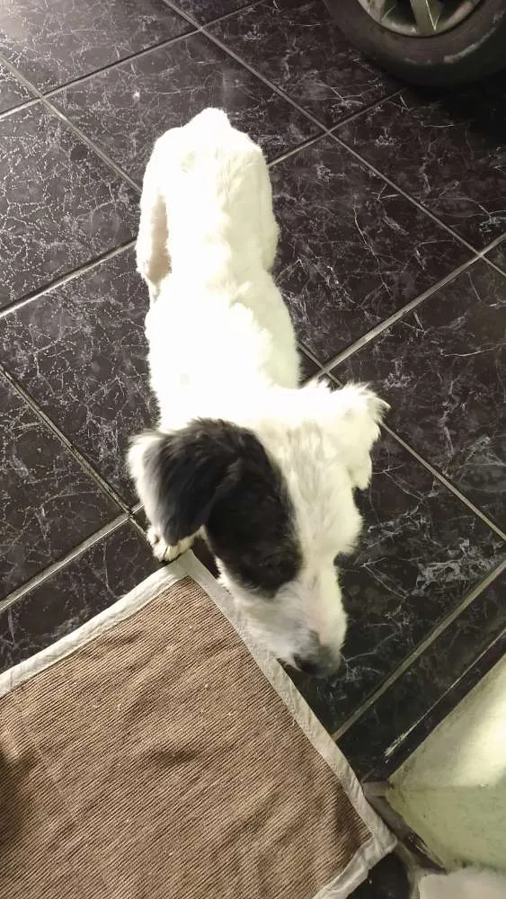 Cachorro ra a Não sei idade 1 ano nome Não sei