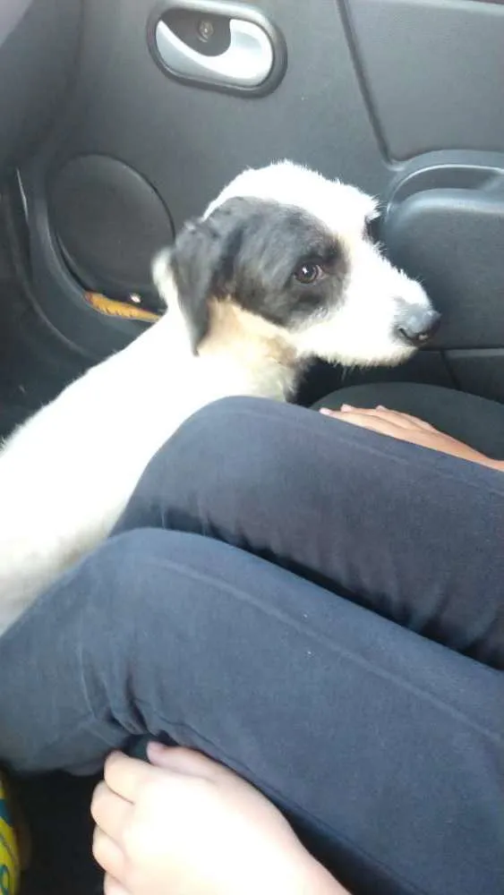Cachorro ra a Não sei idade 1 ano nome Não sei