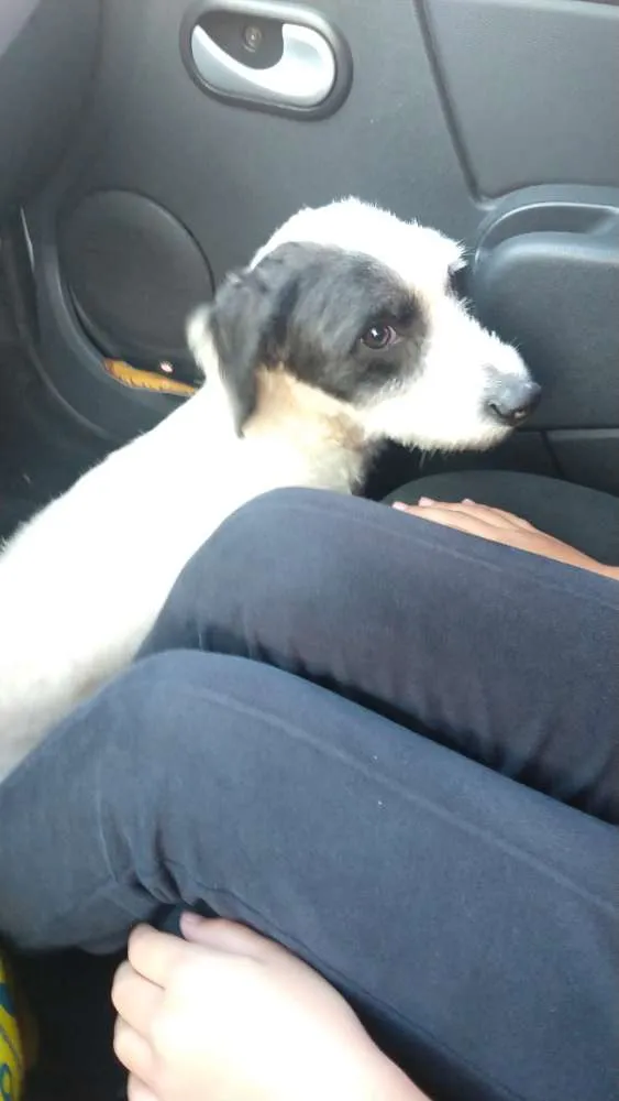 Cachorro ra a Não sei idade 1 ano nome Não sei
