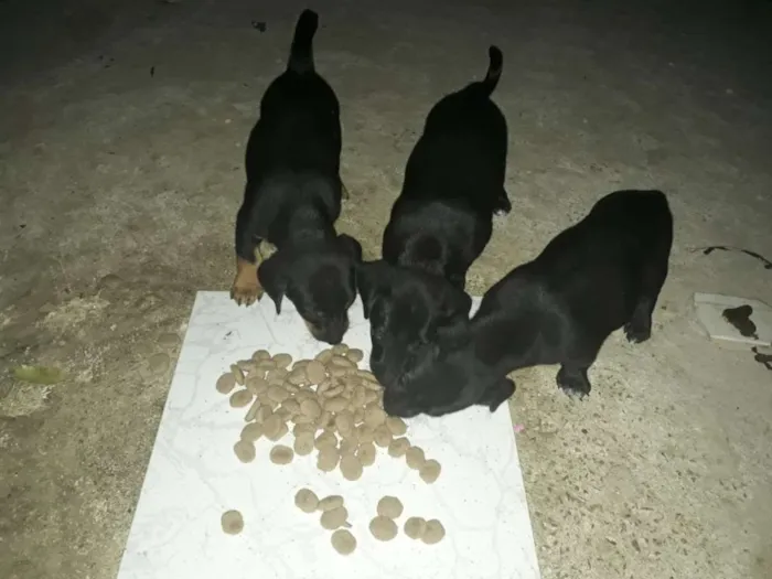 Cachorro raça Sem raça definida idade Abaixo de 2 meses nome Sem nome