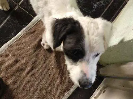 Cachorro ra a Não sei idade 1 ano nome Não sei