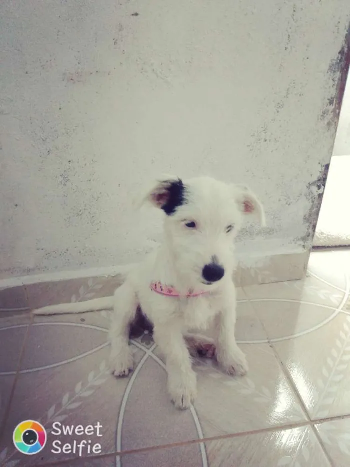 Cachorro ra a Pudo idade 2 a 6 meses nome Clarita