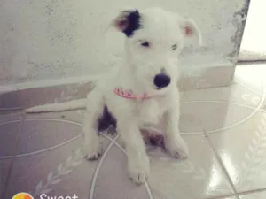Cachorro raça Pudo idade 2 a 6 meses nome Clarita