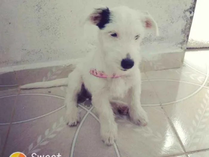 Cachorro ra a Pudo idade 2 a 6 meses nome Clarita