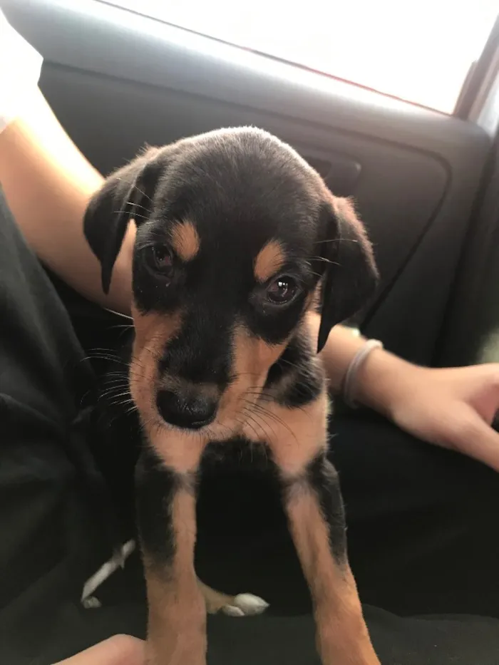 Cachorro ra a Pinscher com Fox Paulistinha  idade 2 a 6 meses nome Luna
