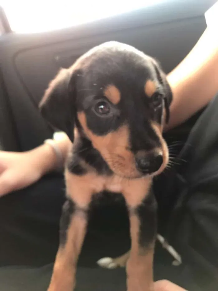 Cachorro ra a Pinscher com Fox Paulistinha  idade 2 a 6 meses nome Luna