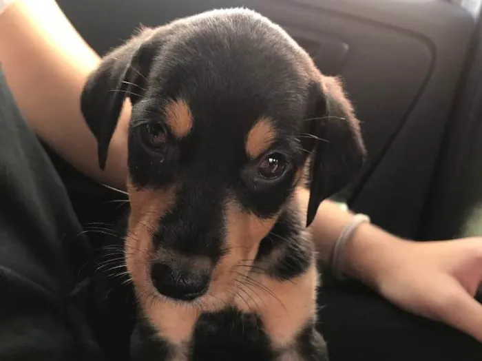 Cachorro ra a Pinscher com Fox Paulistinha  idade 2 a 6 meses nome Luna