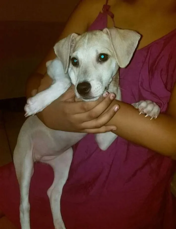 Cachorro ra a Srd idade 2 a 6 meses nome Sem nome