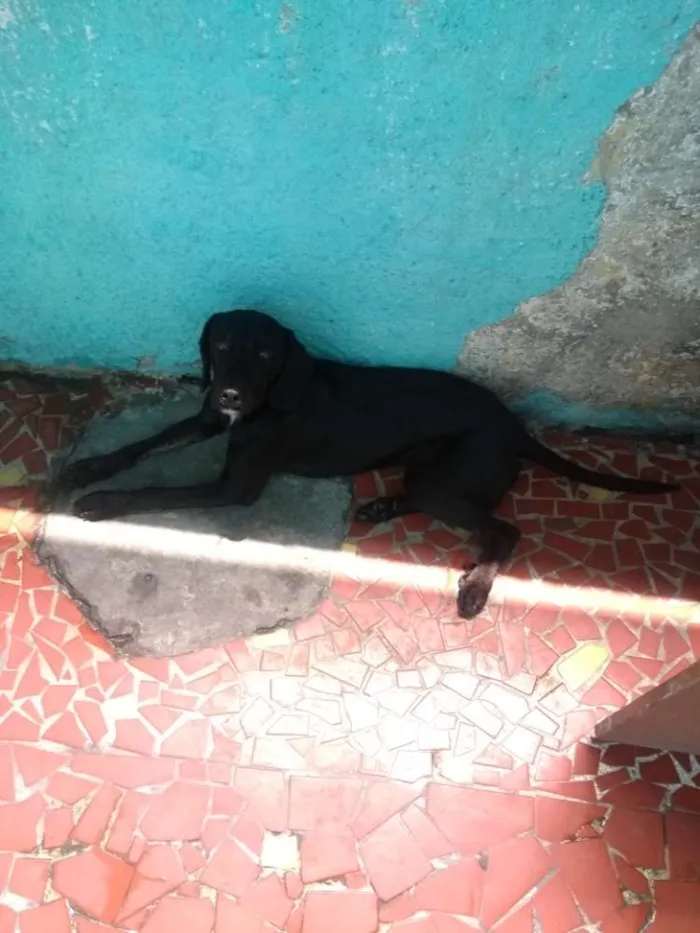 Cachorro ra a Misturado idade 1 ano nome Tody