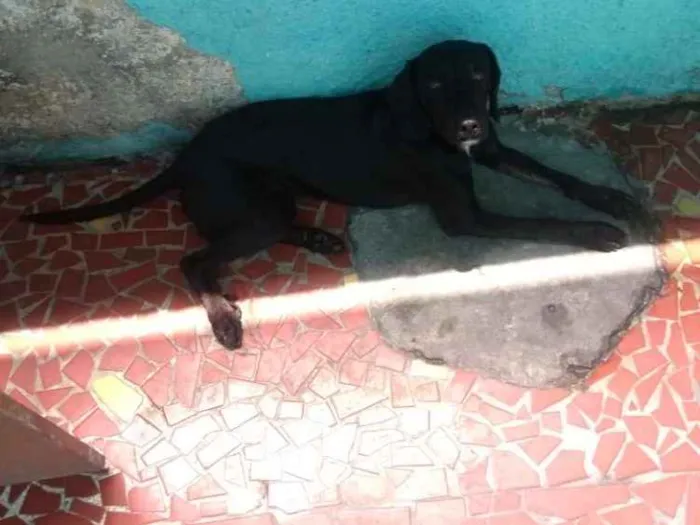 Cachorro ra a Misturado idade 1 ano nome Tody