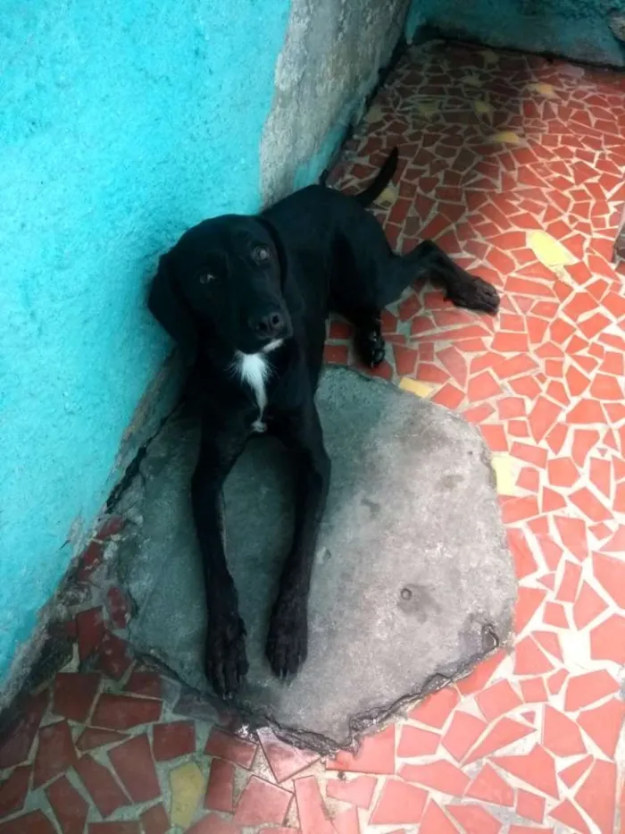 Cachorro ra a Misturado idade 1 ano nome Tody