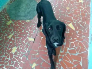 Cachorro raça Misturado idade 1 ano nome Tody