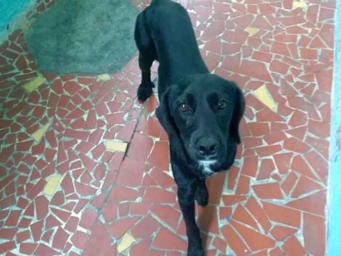 Cachorro ra a Misturado idade 1 ano nome Tody