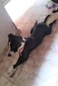 Apolo