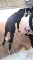 Apolo