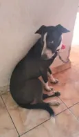 Apolo