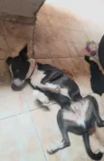 Apolo
