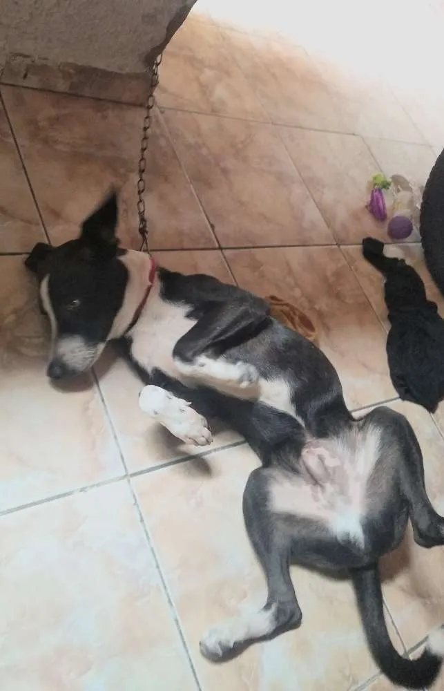 Cachorro ra a Não sei definir idade 2 a 6 meses nome Apolo