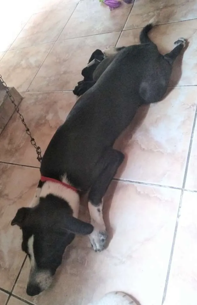 Cachorro ra a Não sei definir idade 2 a 6 meses nome Apolo