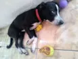 Apolo