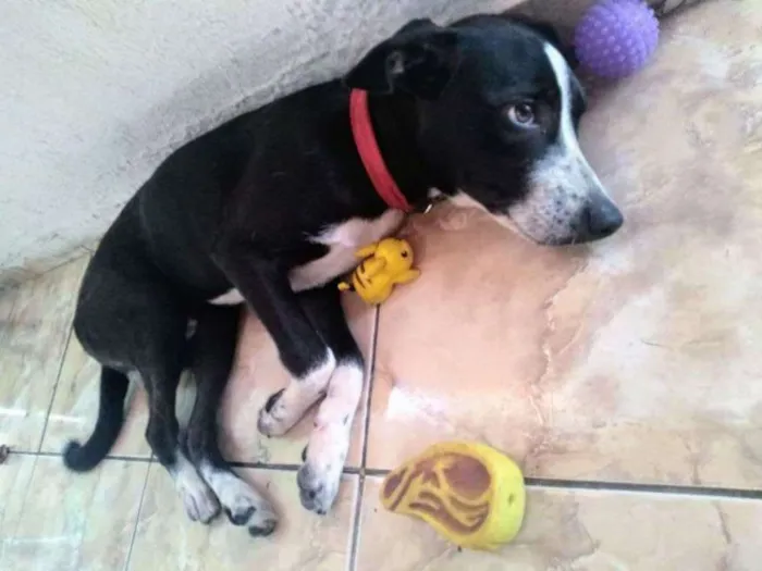 Cachorro ra a Não sei definir idade 2 a 6 meses nome Apolo