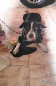 Apolo