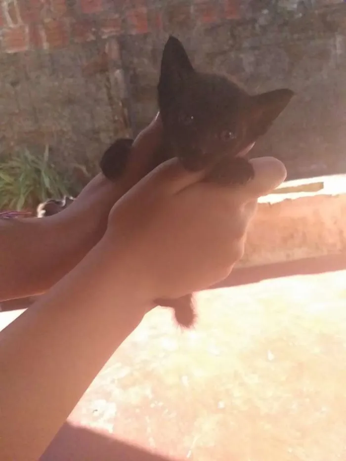 Gato raça Vira lata idade 2 a 6 meses nome Não definido 