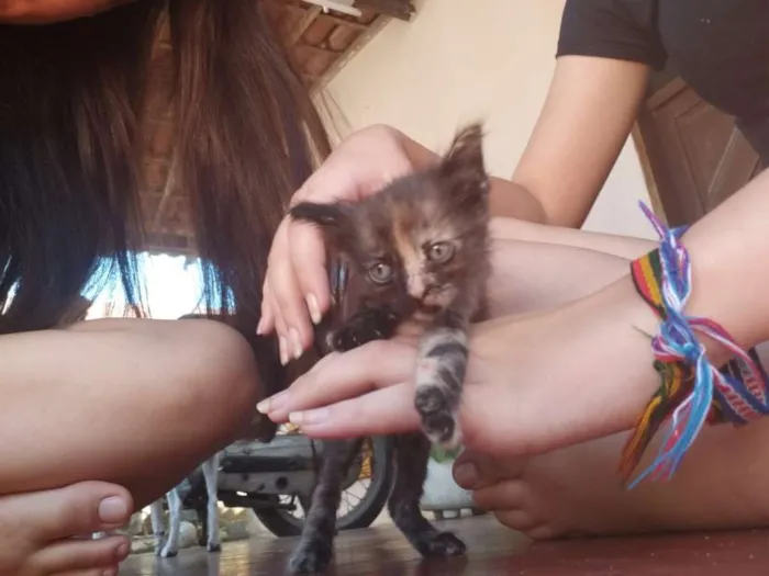 Gato raça Vira lata idade 2 a 6 meses nome Não definido 