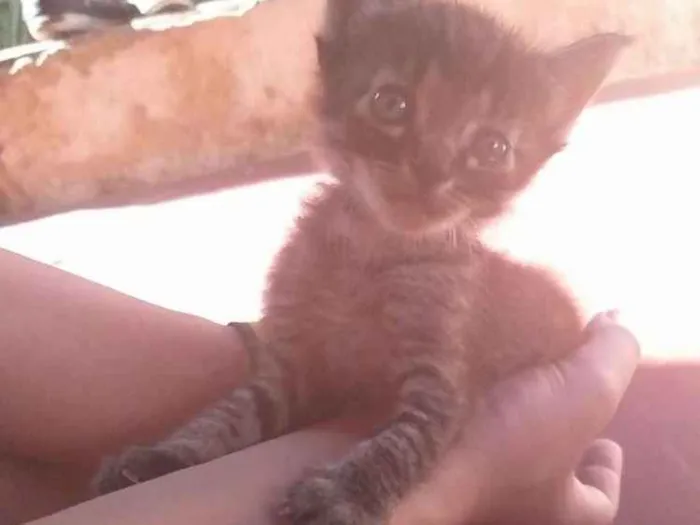 Gato raça Vira lata idade 2 a 6 meses nome Não definido 