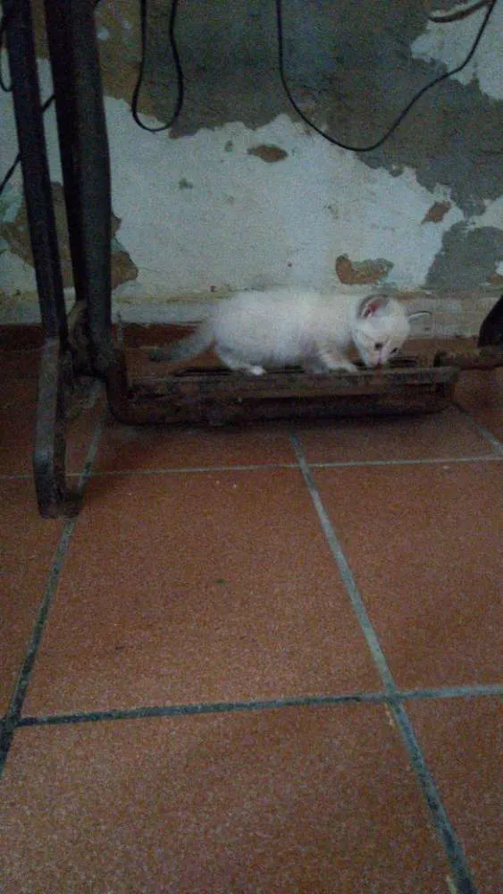 Gato raça Vira lata idade 2 a 6 meses nome Não definido 