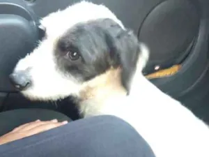 Cachorro raça Não sei idade 1 ano nome Não sei