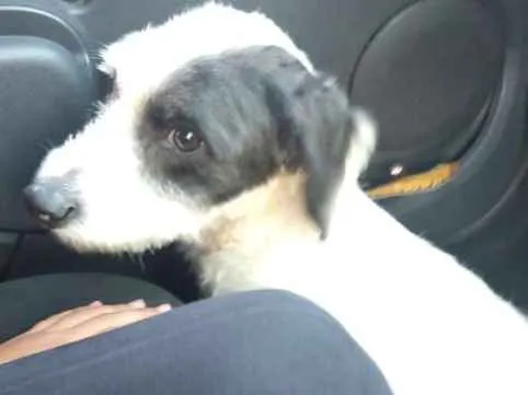 Cachorro ra a Não sei idade 1 ano nome Não sei
