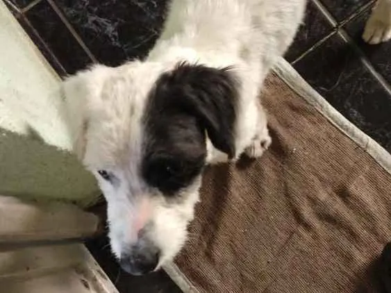 Cachorro ra a Não sei idade 1 ano nome Não sei