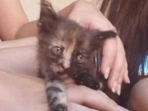 Gato raça Vira lata idade 2 a 6 meses nome Não definido 
