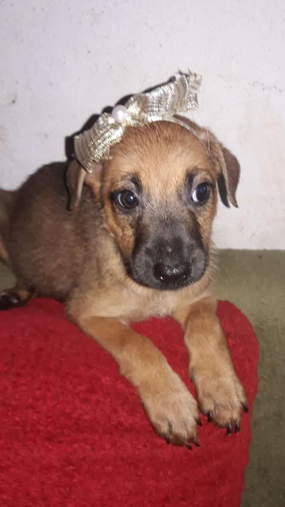 Cachorro ra a Srd idade 2 a 6 meses nome Sem nome