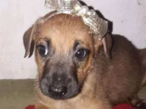 Cachorro raça Srd idade 2 a 6 meses nome Sem nome