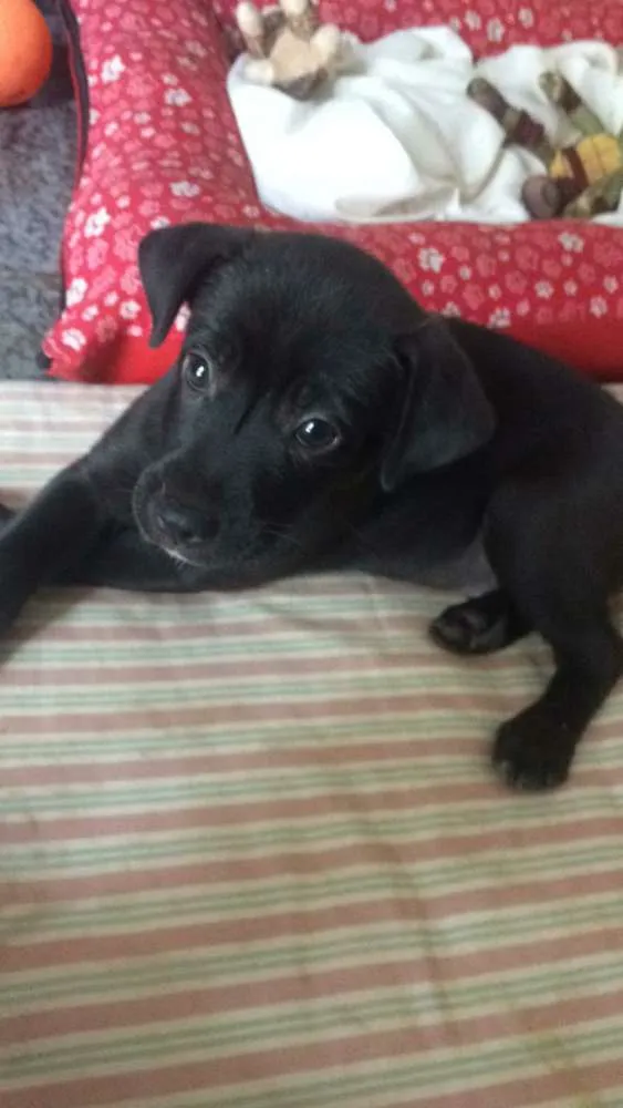 Cachorro ra a viralata idade Abaixo de 2 meses nome pretinho