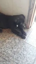 pretinho