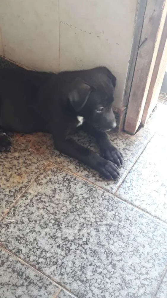 Cachorro ra a viralata idade Abaixo de 2 meses nome pretinho