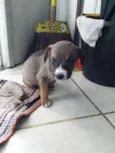 Nao tem